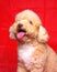 Cream creamy female poodle dog photo shoot session on studio with red color background and happy expression