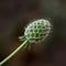 Cream of the crop Scabiosa ochroleuca flower bud