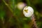 Cream Cup Platystemon californicus wildflower