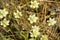 Cream Cups Platystemon californicus wildflowers, California