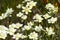 Cream Cups Platystemon californicus wildflowers, south San Francisco bay area, Santa Clara county, California