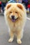 Cream dog Chow-Chow breed