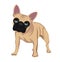 Cream french bulldog with a black mask on his muzzle standing