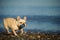 Cream French Bulldog playing with toy