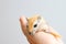 Cream gerbil close up in the hands of a child close up . Keeping of rodents in house conditions. Pet