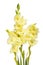Cream gladioli flowers