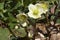 Cream hellebores flowers in the forest