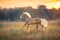 Cream horse with long mane run gallop