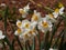 Cream narcissus flowers