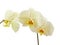 Cream orchid flower isolated