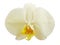 Cream orchid flower isolated