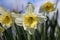 Cream and pale yellow daffodil flowers, Narcissus Ice Follies, blooming in spring, close-up natural blurred background