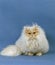 Cream Persian Domestic Cat, Adult against Bleu Background