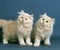 Cream Persian Domestic Cat, Kitten