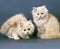 Cream Persian Domestic Cat, Kitten against Blue Background