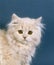 Cream Persian Domestic Cat, Portrait of Kitten