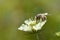 Cream pincushions flower with a bee, macro close up