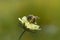 Cream pincushions flower with a bee, macro close up