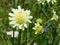 Cream Pincushions or Scabious, Scabiosa Ochroleuca, flower close-up, selective focus, shallow DOF