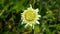 Cream Pincushions or Scabious, Scabiosa Ochroleuca, flower close-up, selective focus, shallow DOF