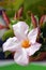 cream pink flower mandevilla rock trumpet close up