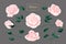 Cream pink roses blossom collection. Rose flowers set isolated on gray