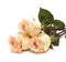 Cream and pink variegated rose