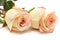 Cream and pink variegated rose