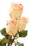 Cream and pink variegated rose