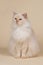 Cream point ragdoll cat sitting on a matching background