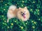 Cream pomeranian puppy playing with the happiness on the yellow