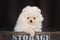 cream pomeranian spitz puppy portrait outdoors in a wooden box