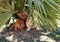 Cream and red chow-chow dogs under a palm tree