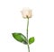 Cream rose in bud with beautiful leaves, isolated