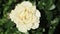 Cream rose, close-up. Beautiful large flower with cream colored petals