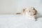 Cream scottish fold cat with orange eyes on white soft sofa at home. Adult Scottish fold cat on white background with