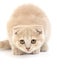 CREAM SCOTTISH FOLD KITTEN AGAINST WHITE BACKGROUND