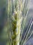Cream of a spikelet of barley with small drops of morning dew