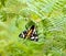 Cream-spot Tiger Moth