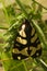 Cream-spot Tiger moth - Epicallia villica