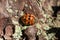 Cream-streaked lady beetle or four-spot ladybird Harmonia quadripunctata . On a pine bark in forest. autumn