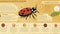 Cream Streaked Ladybug
