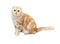 Cream Tabby Scottish Fold cat on white background