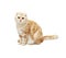 Cream Tabby Scottish Fold cat on white background