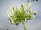 Cream / White Agapanthus Buds - Lily of the Nile or African Lily