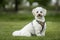 Cream white Bichonpoo dog - Bichon Frise Poodle cross - sitting in a field looking to the camera