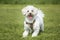 Cream white Bichonpoo dog - Bichon Frise Poodle cross - standing in a field looking to the camera