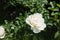 Cream white flower of garden rose