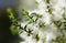 Cream white flowers of an Australian native Melaleuca tea tree, family Myrtaceae