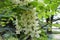 Cream white flowers of Robinia pseudoacacia